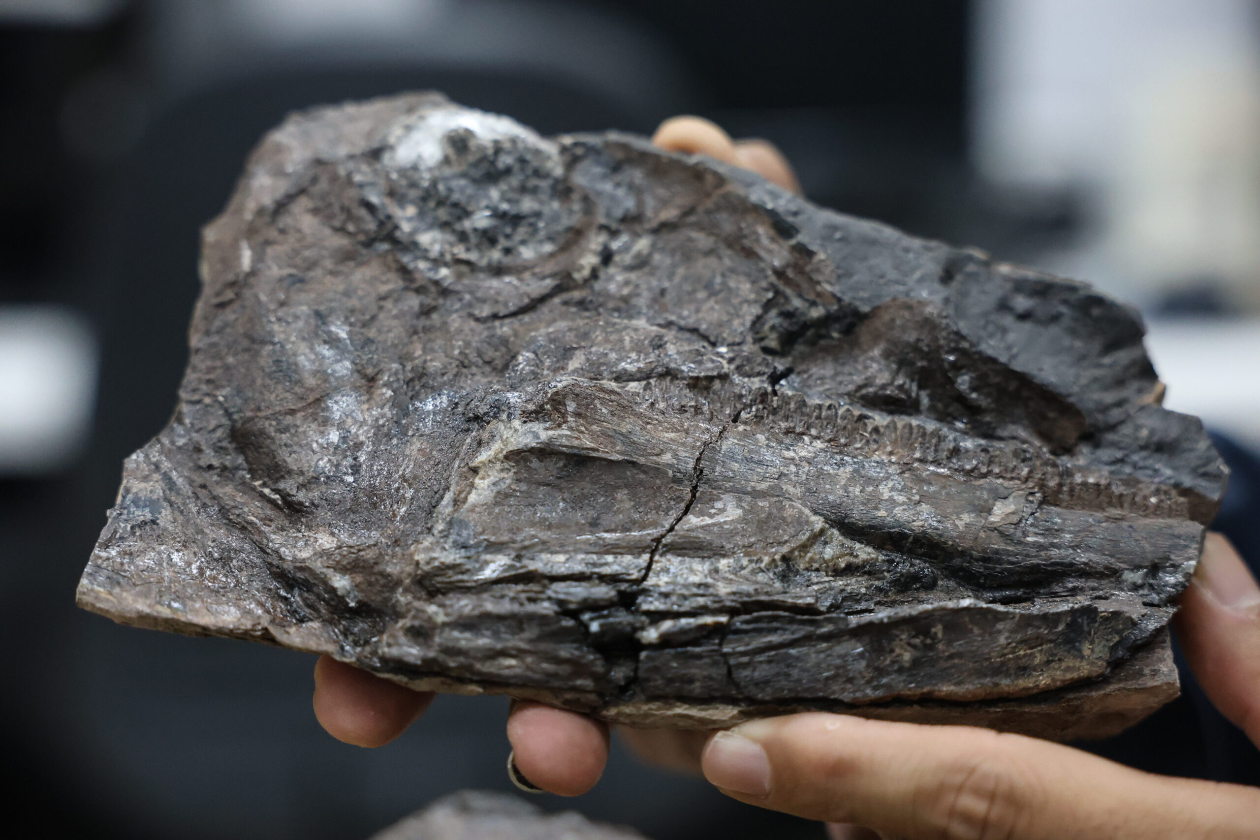 Venezuela: un país con riqueza paleontológica