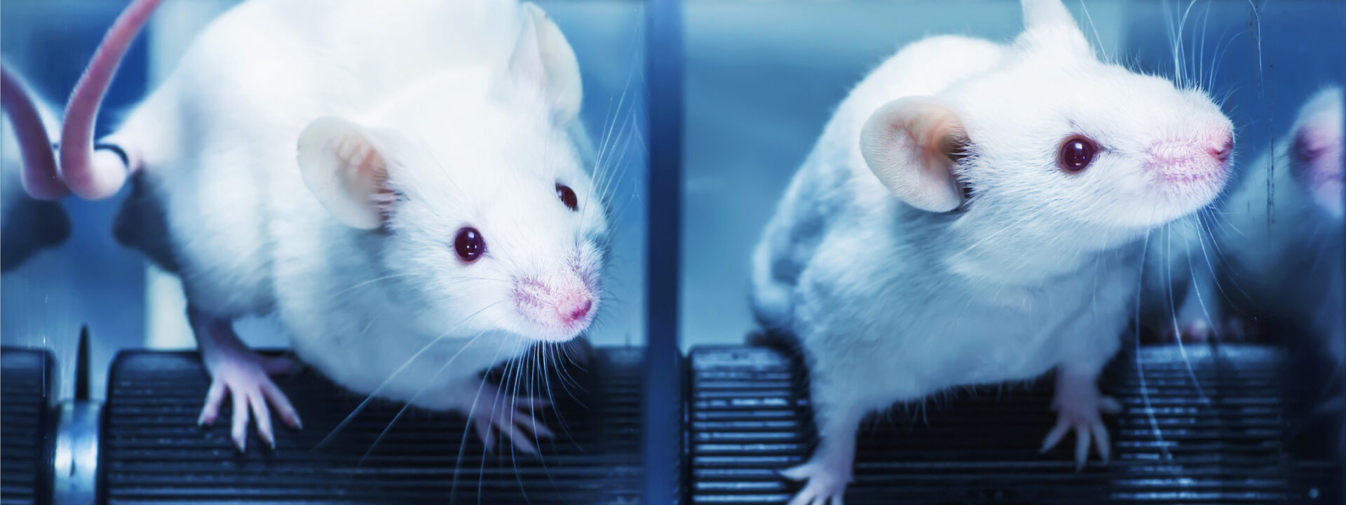 Un hallazgo único: genes de ratas moldean el microbioma y se propagan entre individuos