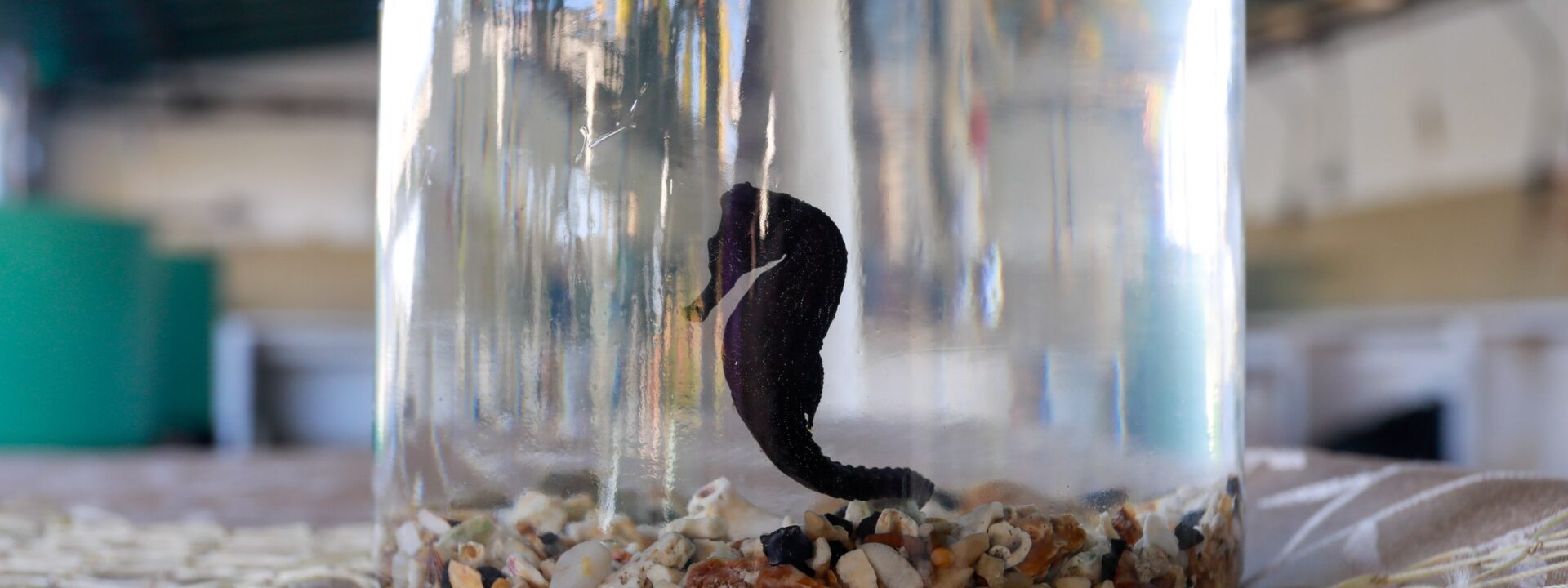 Repoblación de caballitos de mar: alternativa para la conservación marina