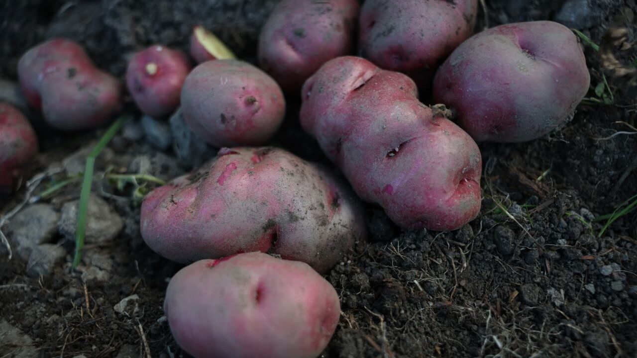 La Memoria Viva de la Tierra