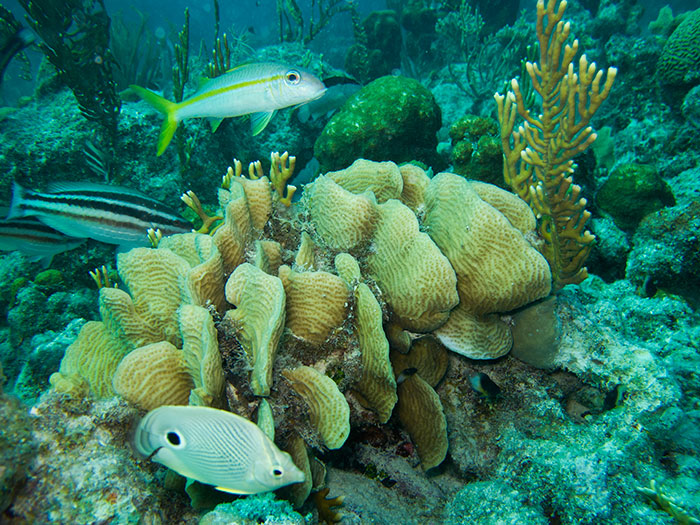 Innovadora investigación en el Caribe venezolano revela estatus tectono-sedimentario de nuestros archipiélagos e islas arrecifales